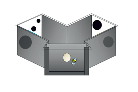 Bee maze for counting study - Biology Letters