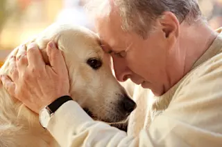 Old Dog