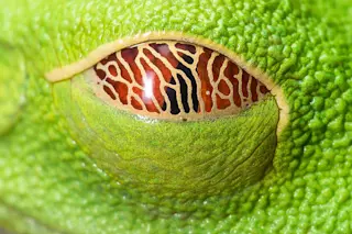 red-eyed tree frog DSC-CR0617 01