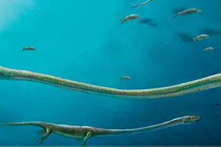 Dinocephalosaurus 11_DSC-CR0617_10