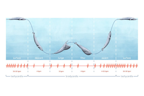 Whale Heart Rate