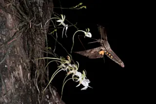 Giant Sphinx Moth Pollinating