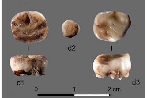 Yana Milk Teeth - Russian Academy of Sciences