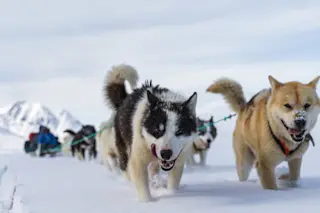 sled dog arctic