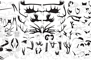 animal-weapons-1600x600