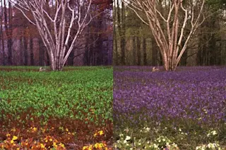 Bee vs Human Vision - Jolyon Troscianko