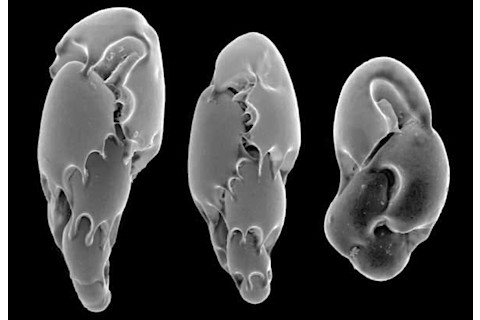 Electron micrograph of foraminifera