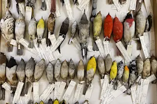 bird specimens