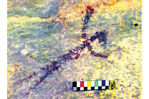 Therianthrope