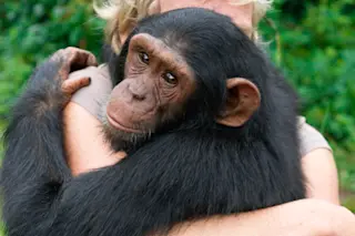 Chimp and Human - Alamy