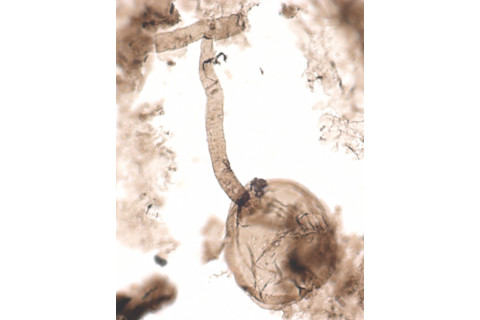 yisoldestfungus
