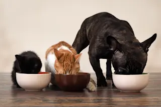 Pet Food
