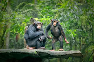 Chimps Stone Throwing