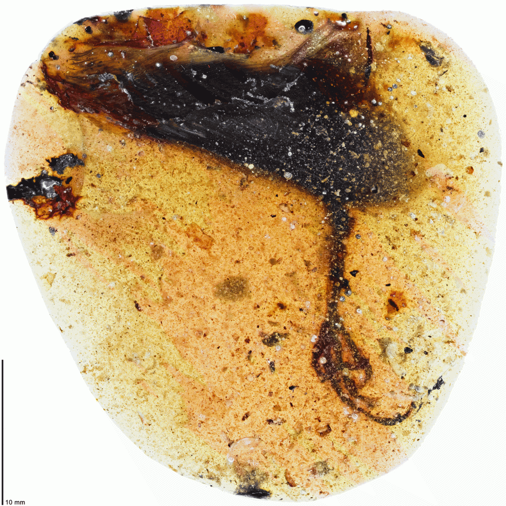 Long-toed Bird in Amber - Xing