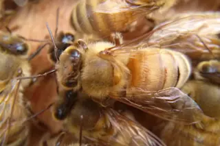 Bee