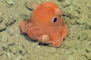 Tiny octopus