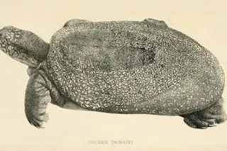 Swinhoe-Softshell-Turtle