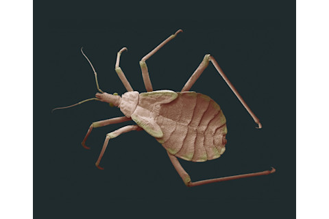 Kissing Bug - Science Source