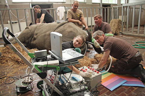 Rhino IVF - Jan Stejskal, Zoo Dvur Kralove