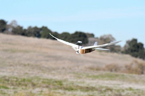 pigeonbotflight