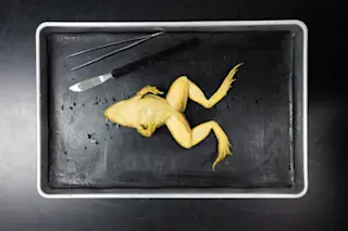 Frog Dissection