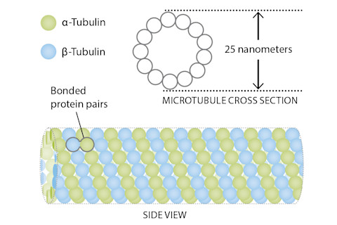 Microtubules-Illustration