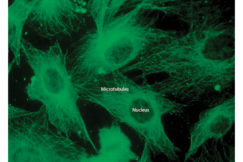 Microtubules