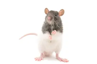 Rat