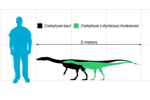 Coelophysis