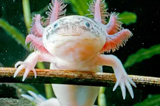 Axolotl