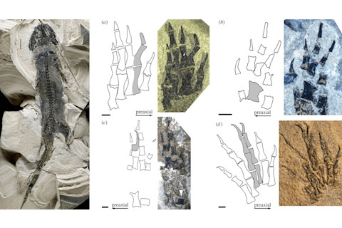 G-fossil-deformities 1
