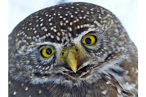 Owl -- cute