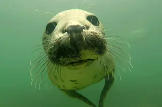 Wild Gray Seal - Ben Burville