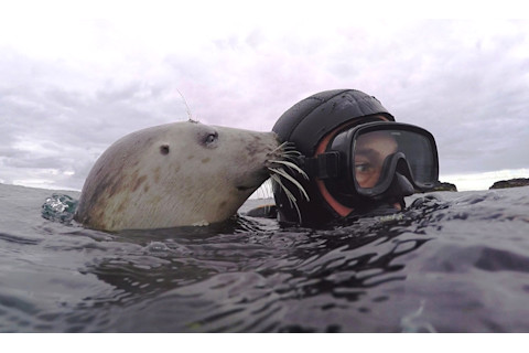 Ben Burville Seal - Courtesy