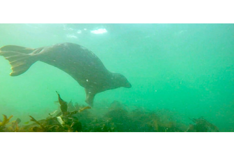 Clapping gray seal - Ben Burville