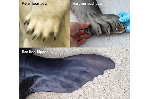 Clawed paw comparison