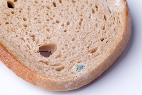 Moldy Bread - Shutterstock