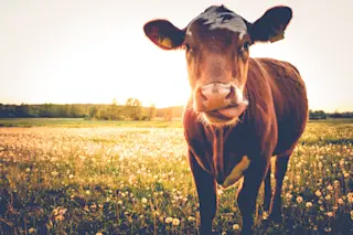 Cow - Shutterstock