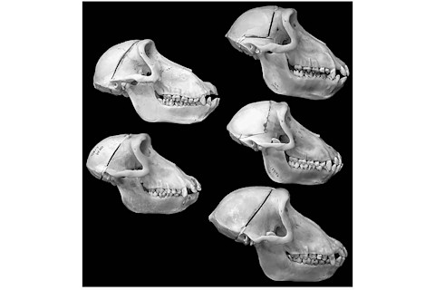 Hybrid baboon skulls