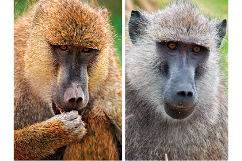 yellow baboons vs. anubis baboons
