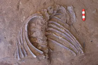 Shanidar Neanderthal Skeleton - Graeme Barker