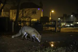 fox-london-night
