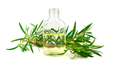 Tea Tree Essential Oil - Shutterstock