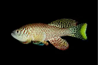 killfish