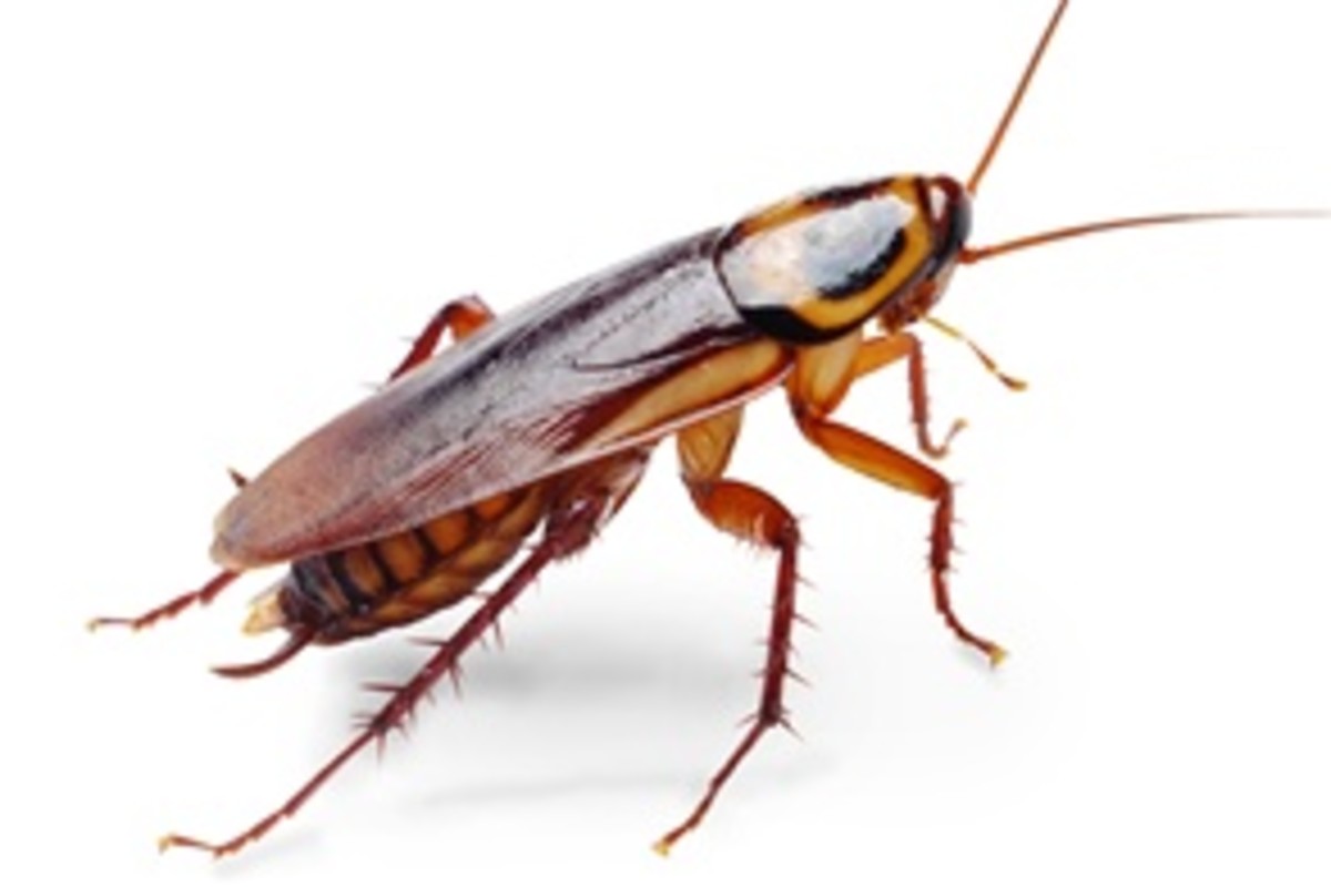 The Roach Replication Crisis | Discover Magazine