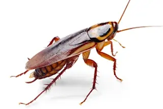 roaches-1