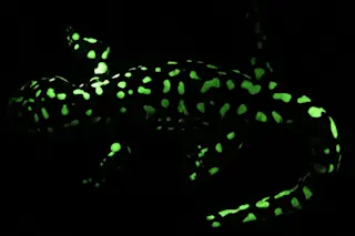 glowing salamander - Lamb Davis