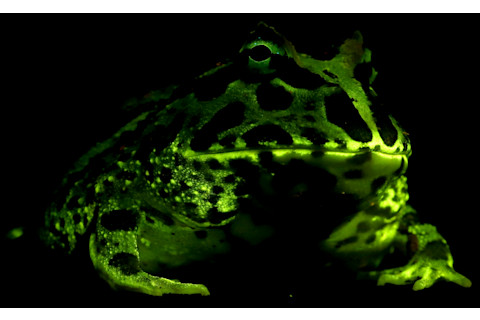Glowing frog - Lamb Davis