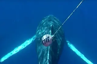 Whale Entagled in Fishing Gear