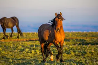 wild horses - shutterstock